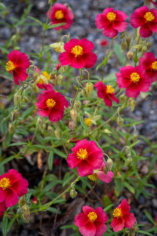 rock rose 'Ben Ledi'