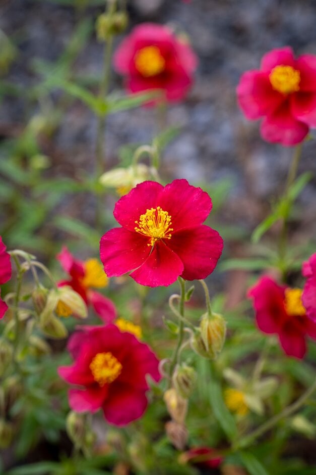 rock rose 'Ben Ledi'