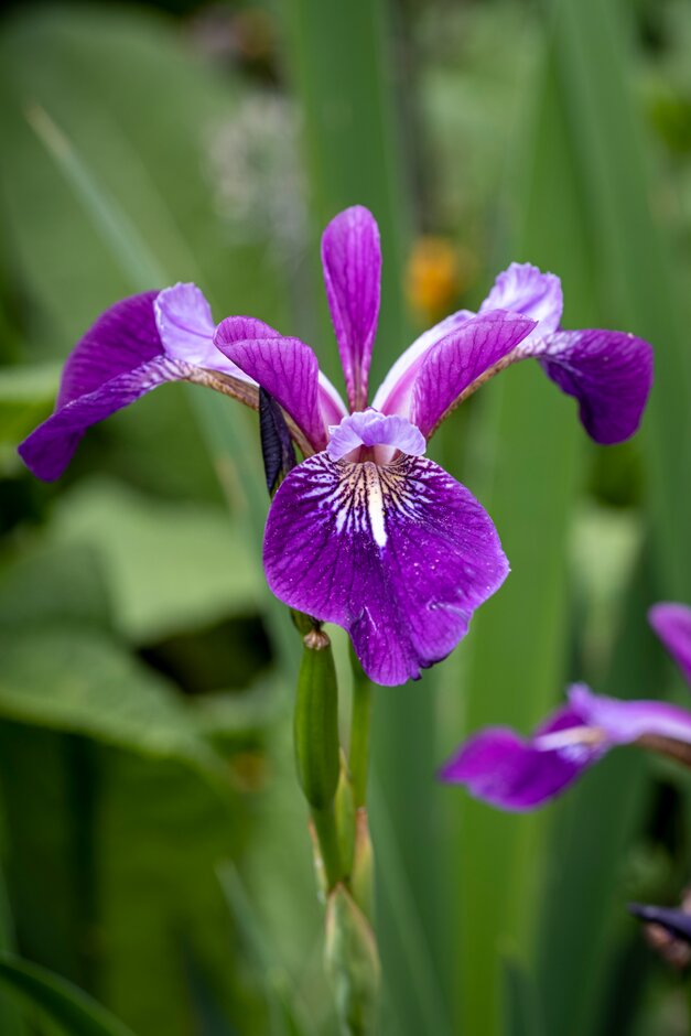 iris 'Rowden Anthem'