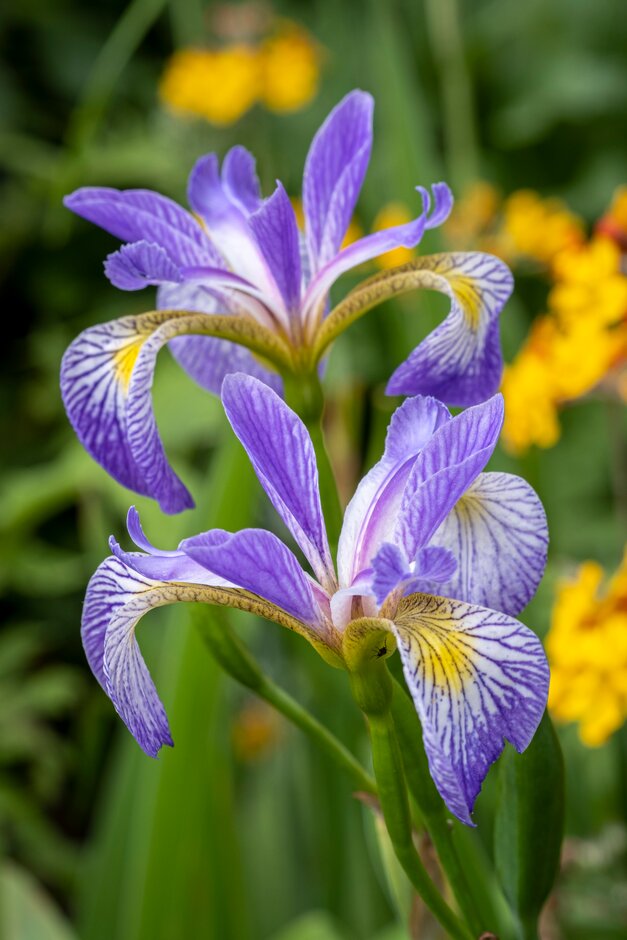 iris 'Rowden Sonata'