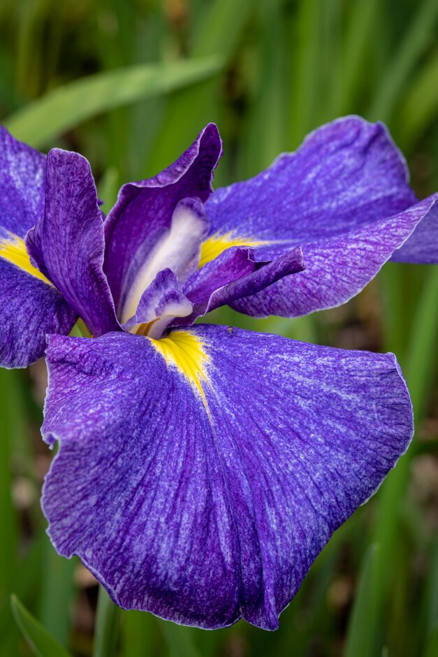Japanese water iris 'Rowden Dauphin'