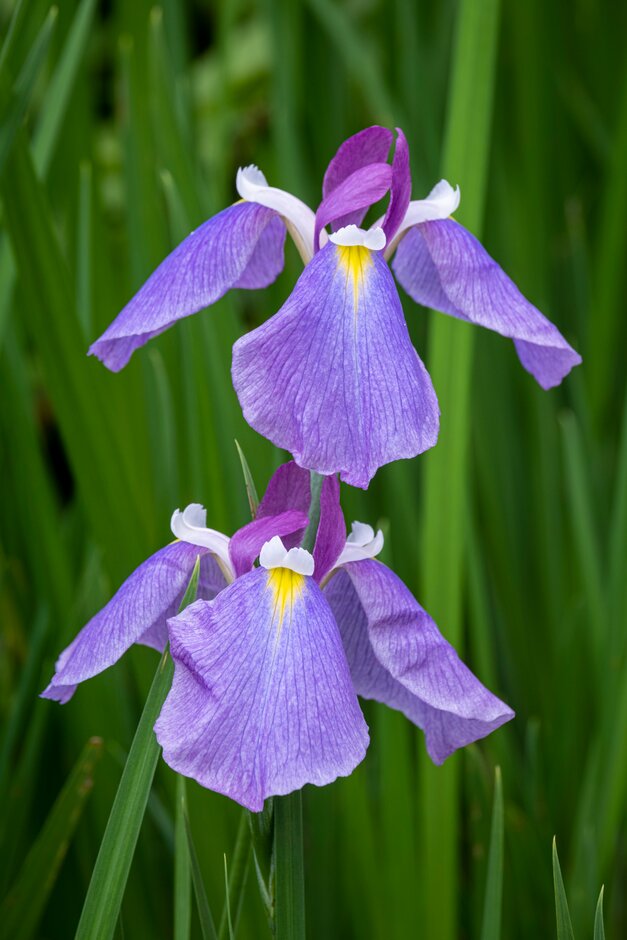 Japanese water iris 'Rowden King'