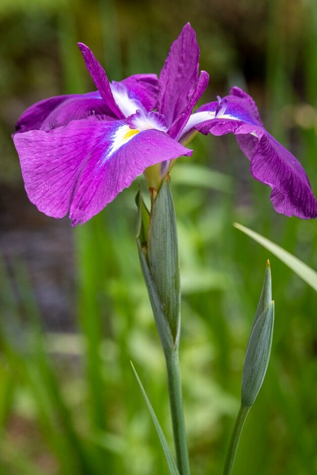 Japanese water iris 'Rowden Rajah'