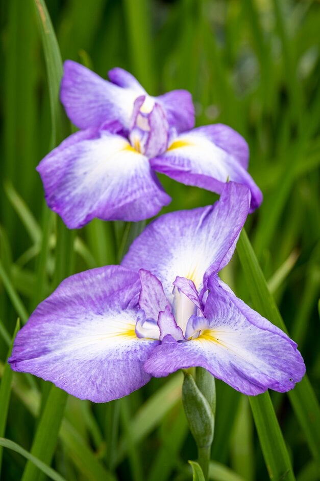 Japanese water iris 'Rowden Sultan'