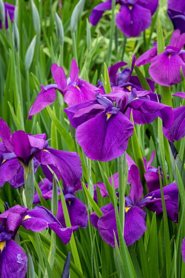 Japanese water iris 'Rowden Naib'