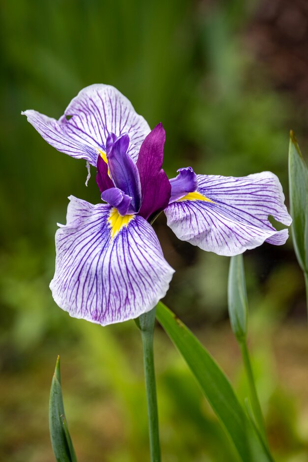 Japanese water iris 'Rowden Satrap'
