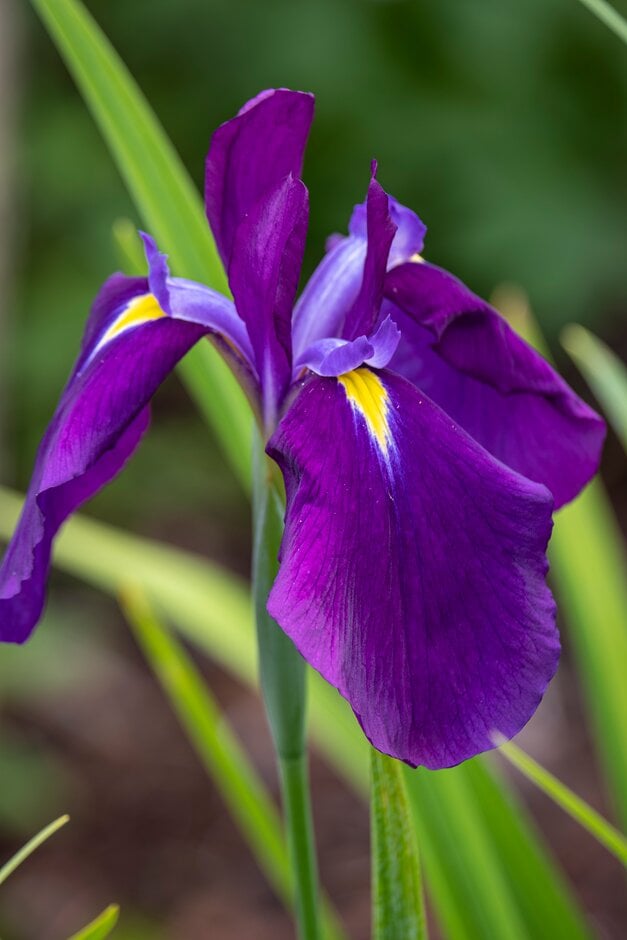 Japanese water iris 'Iso-no-nami'