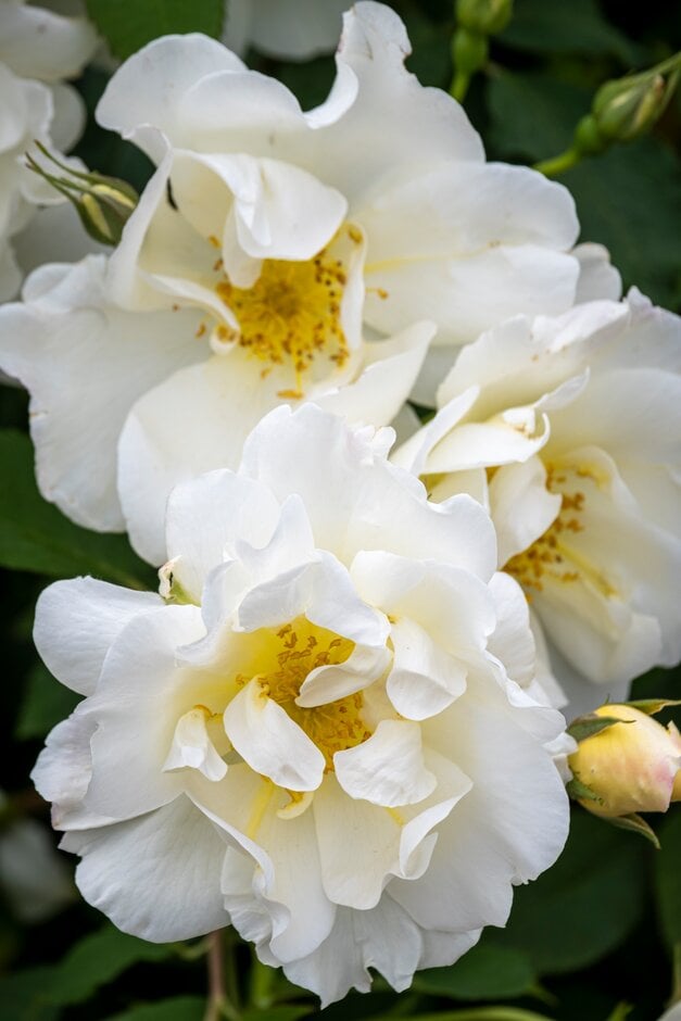 rose [Windrush]