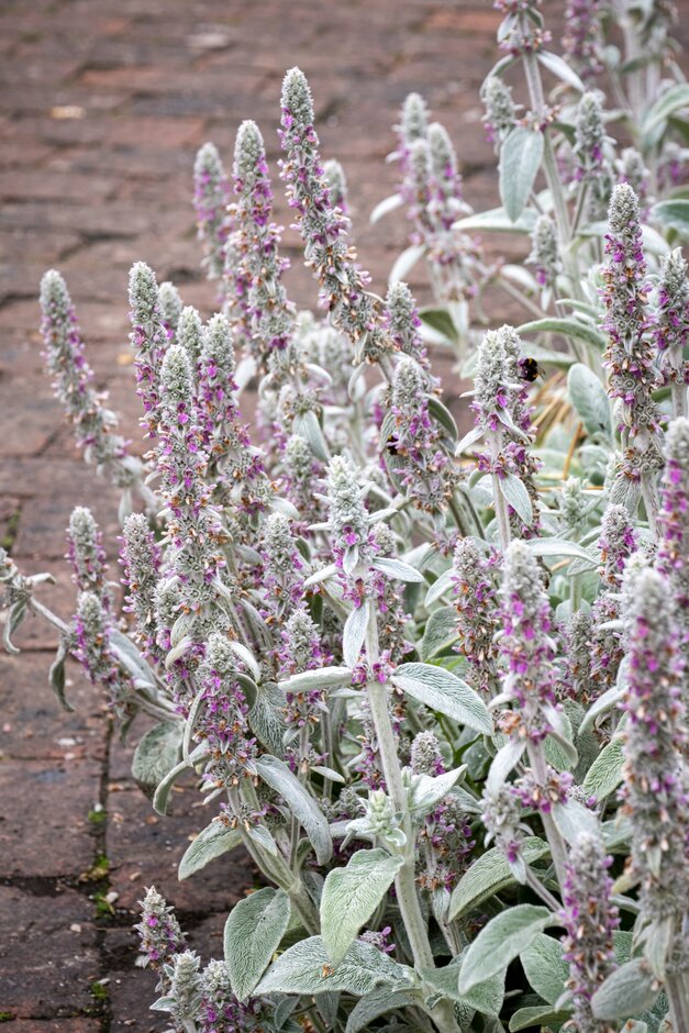 lamb's ear 'Cotton Boll'