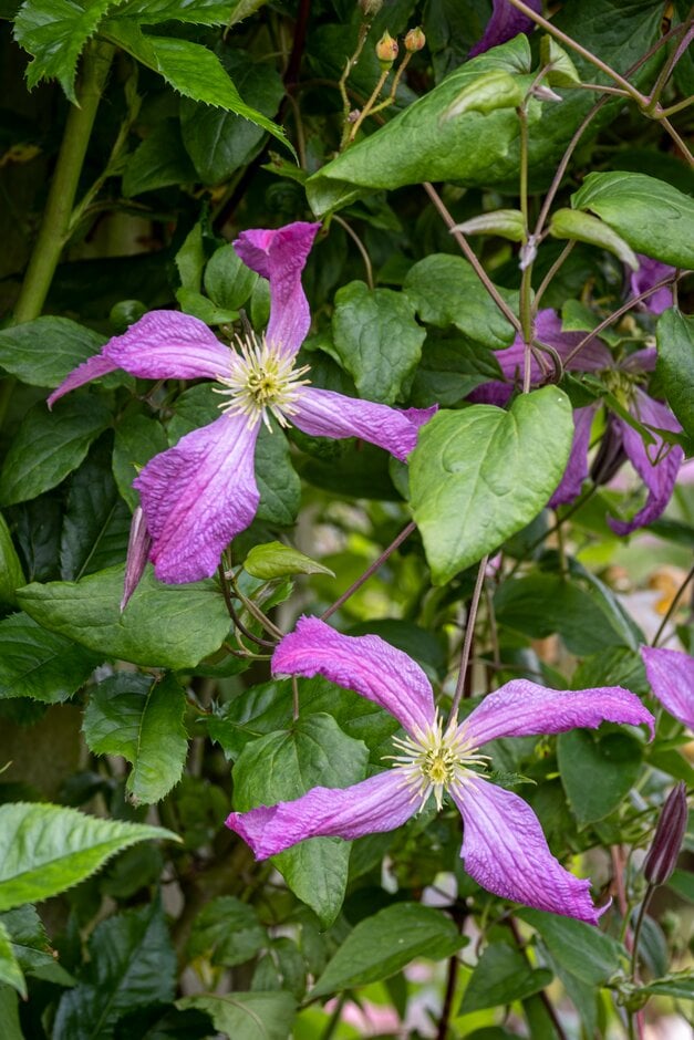 clematis 'Margaret Hunt'