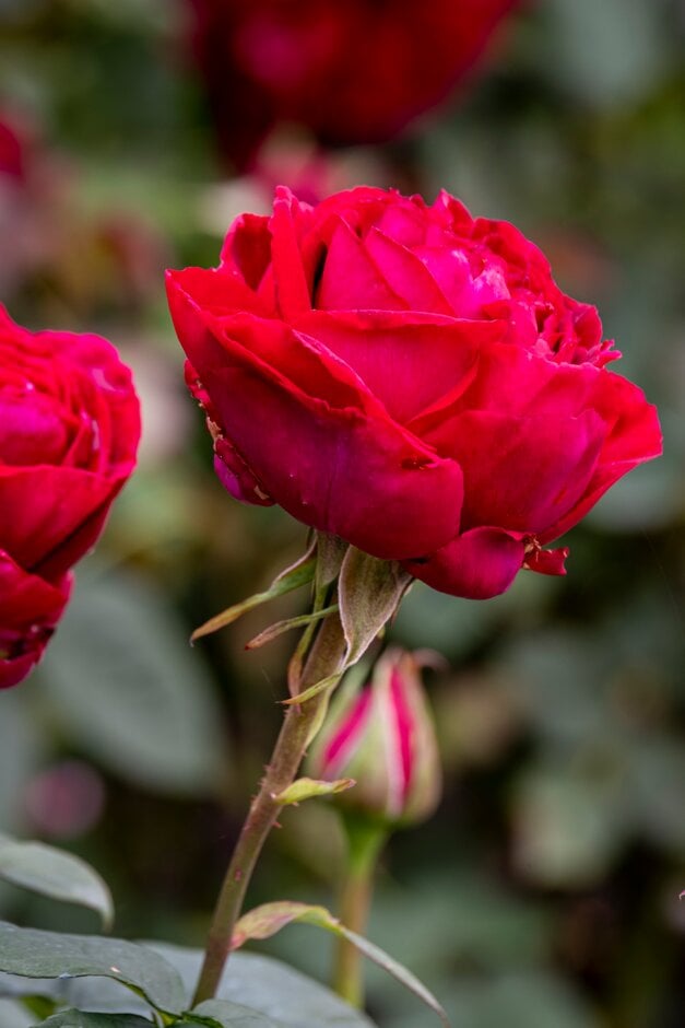rose [Proper Job]