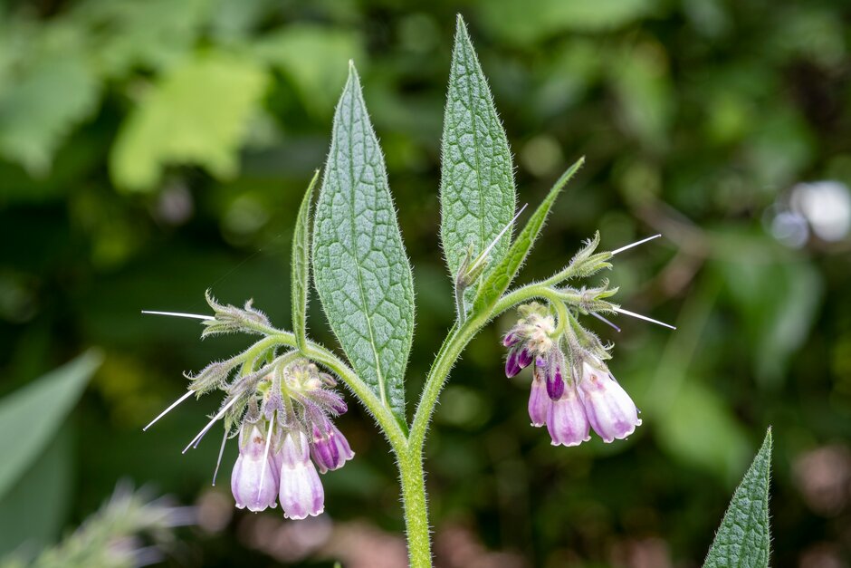 Russian comfrey 'Bocking 14'