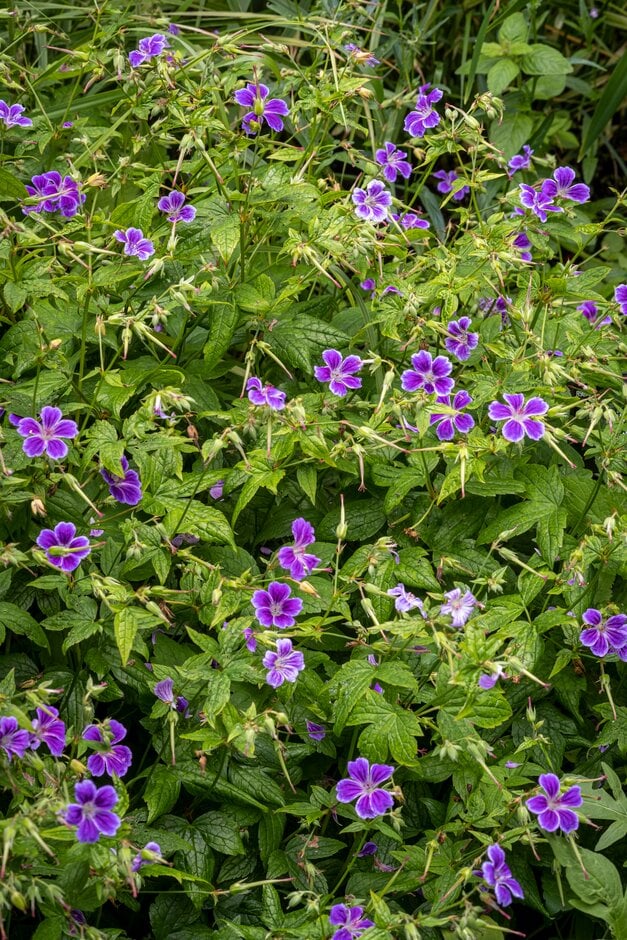 knotted cranesbill 'Blueberry Ice'