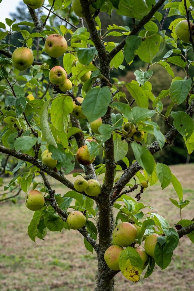 apple 'Endsleigh Beauty'