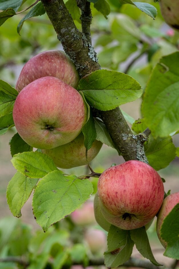 apple 'Don's Delight'
