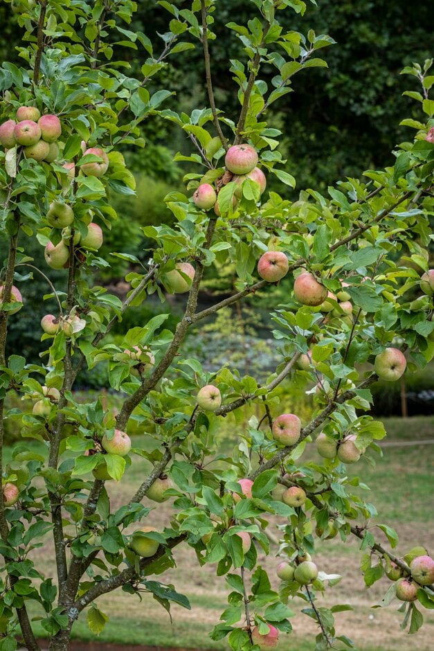 apple 'Don's Delight'