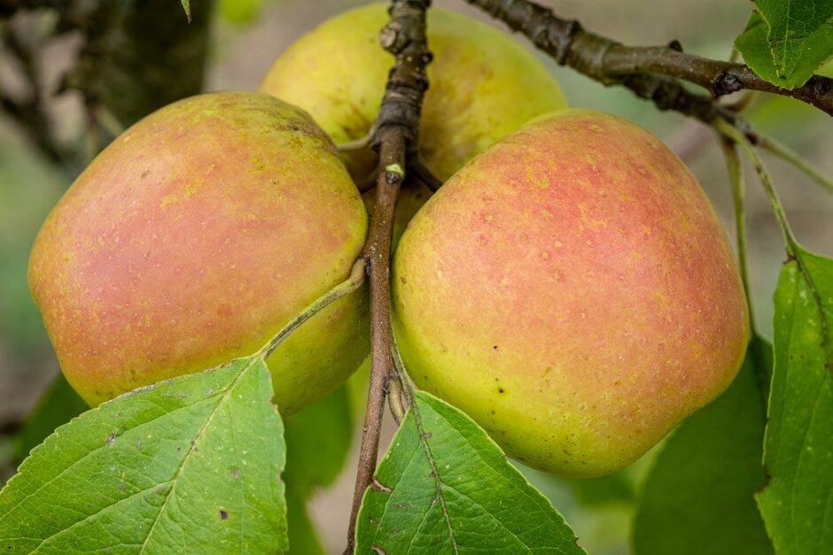 apple 'Winter Stubbard'