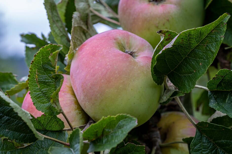 <i>Malus</i> <i>domestica</i> 'Goring' (Cider)