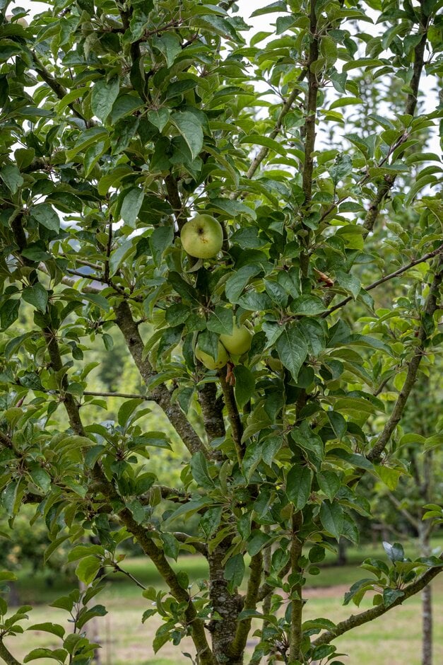 <i>Malus</i> <i>domestica</i> 'Goring' (Cider)