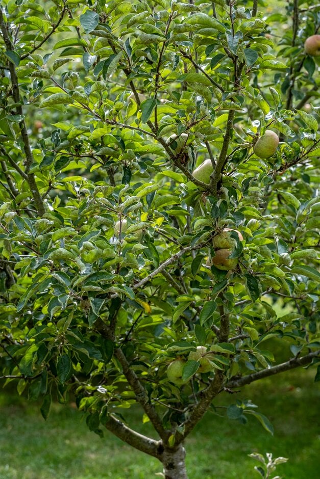apple 'Court Pendu Plat'