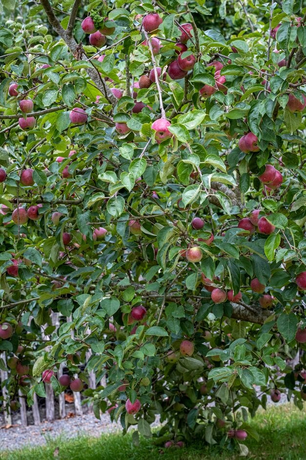 apple 'Christmas Pippin'