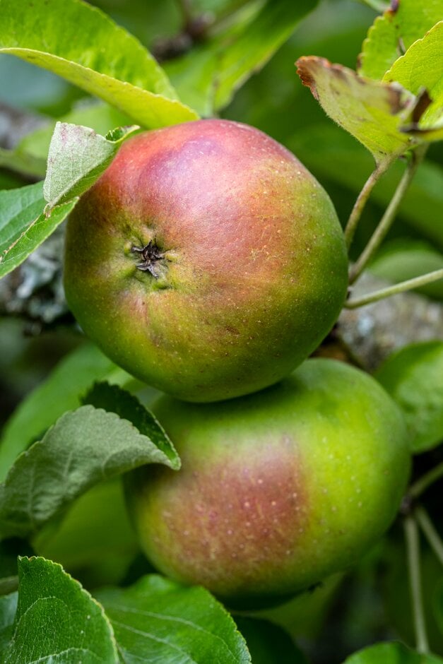 apple 'Black Dabinett'