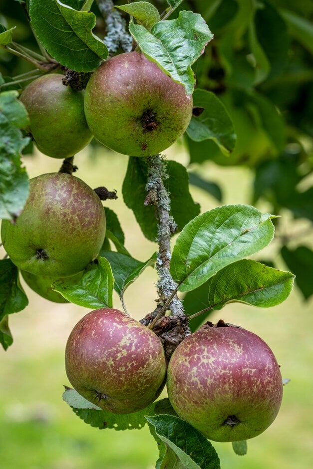 apple 'Black Dabinett'