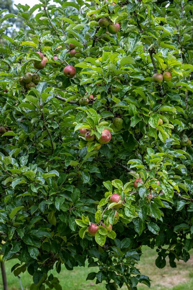 apple 'Black Dabinett'
