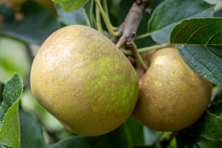 apple 'Ross Nonpareil'
