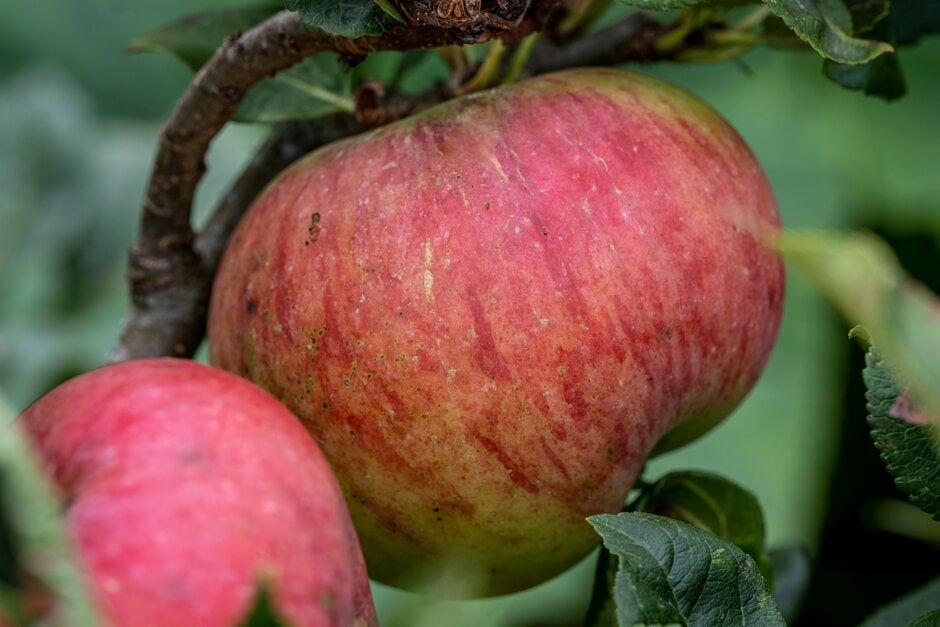 apple 'Slack Ma Girdle'