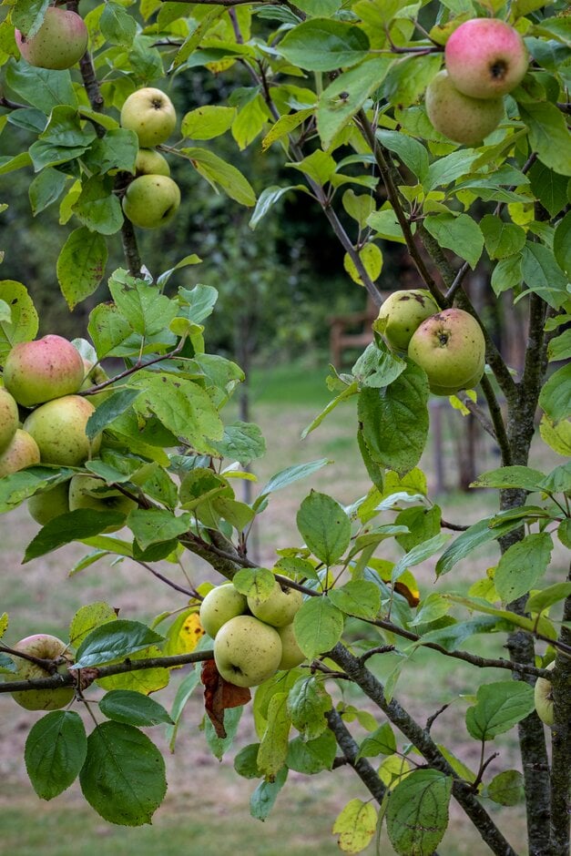 apple 'Royal Wilding'