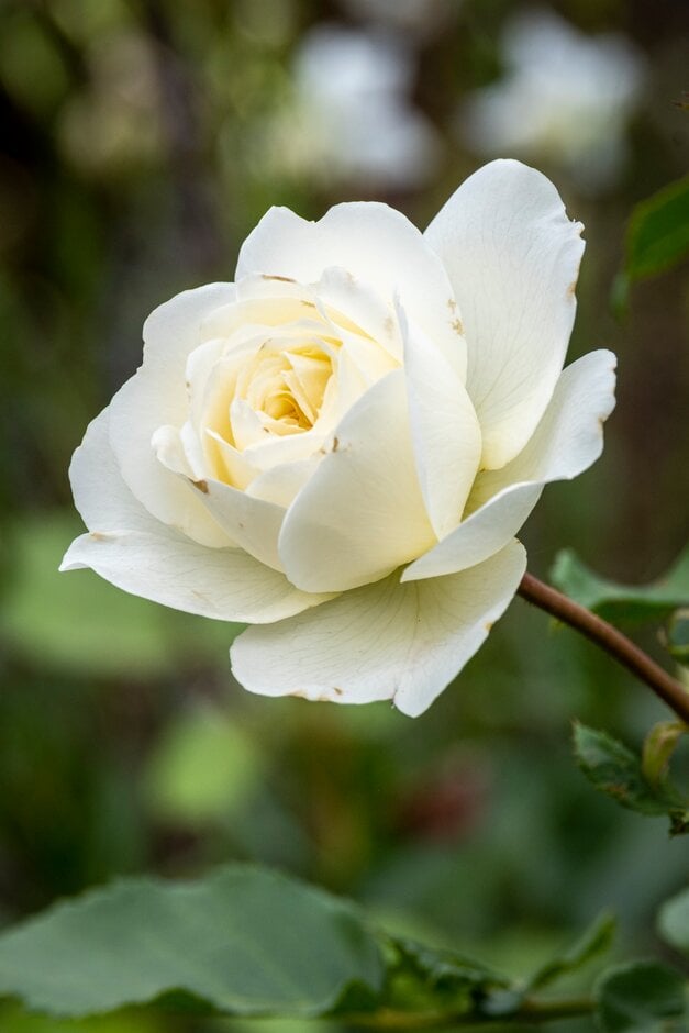 rose [Tranquillity]