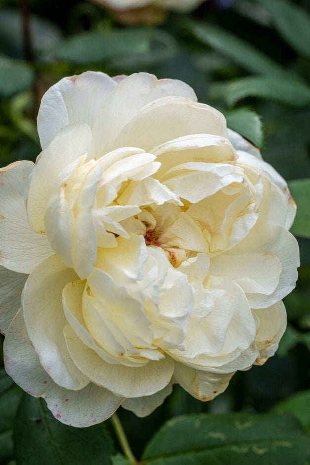 rose [Vanessa Bell]