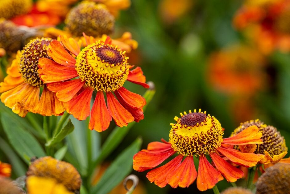 Helenium &Flammendes Käthchen& | sneezeweed &Flammendes Käthchen ...