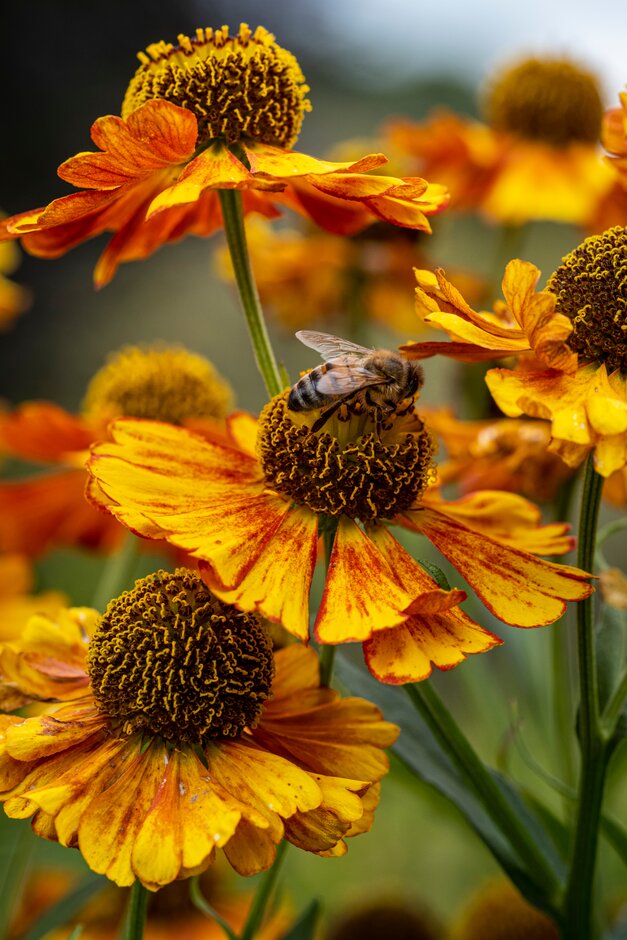 sneezeweed 'Can Can'