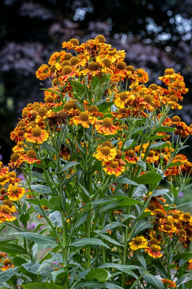sneezeweed 'Can Can'