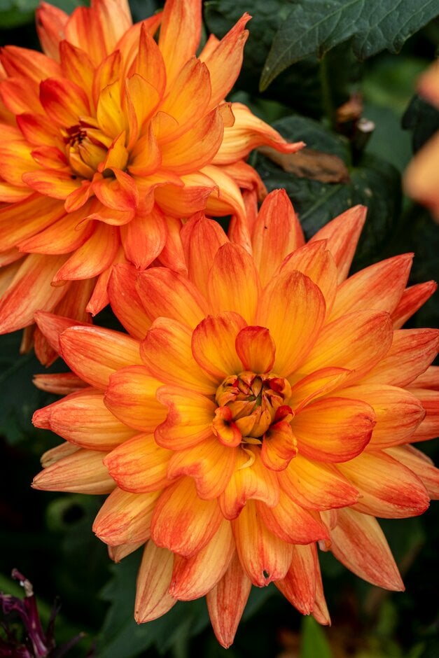 dahlia 'Karma Fiesta'