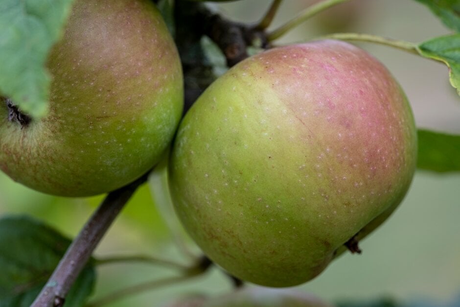 apple 'A.D.W. Atkins'