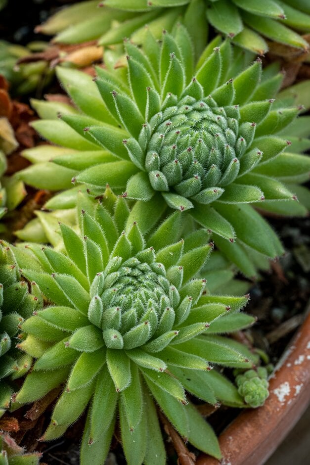 houseleek 'Lively Bug'