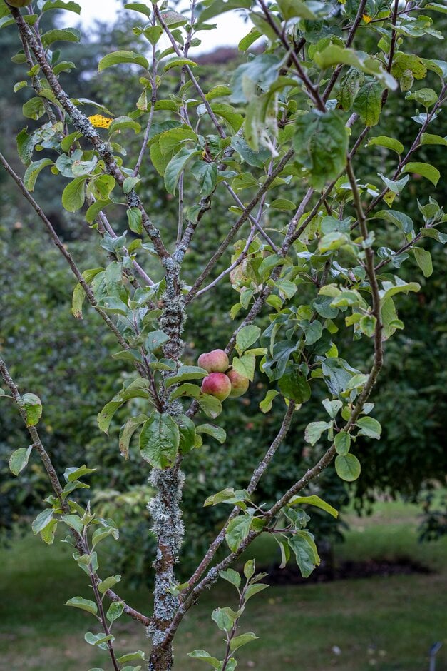 apple 'Crimson Victoria'