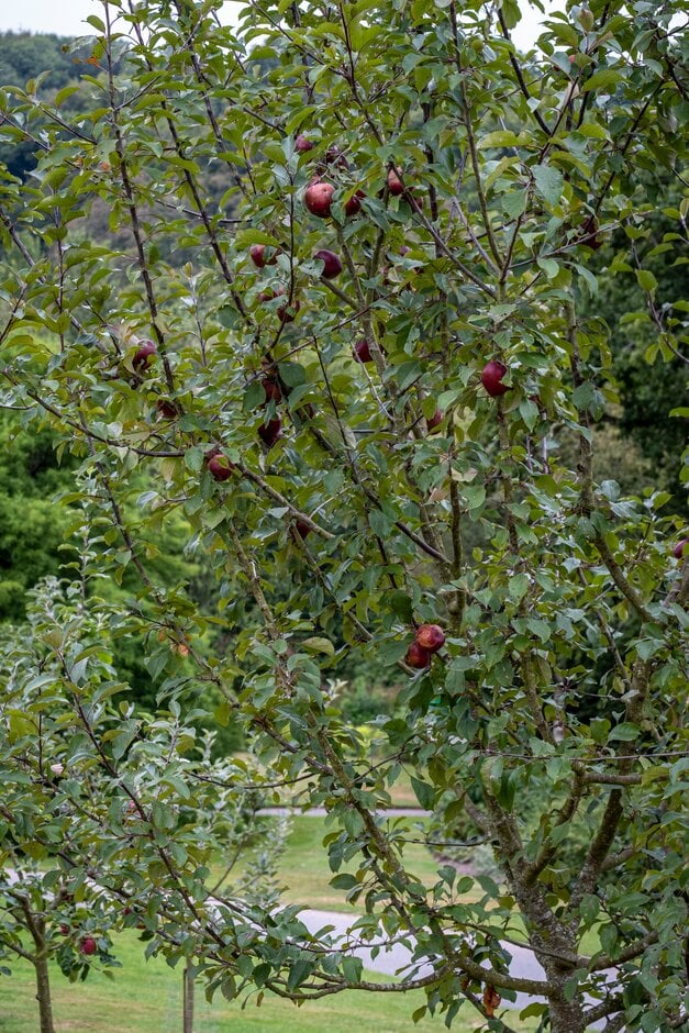 apple 'Bradninch Black'