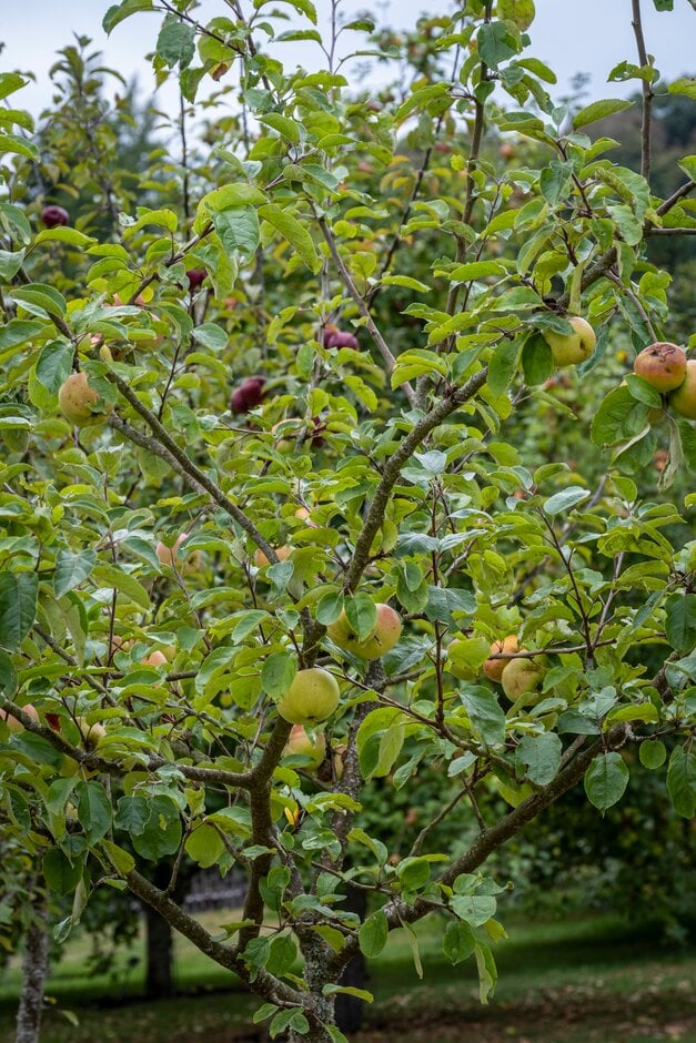 apple 'Hollow Core'
