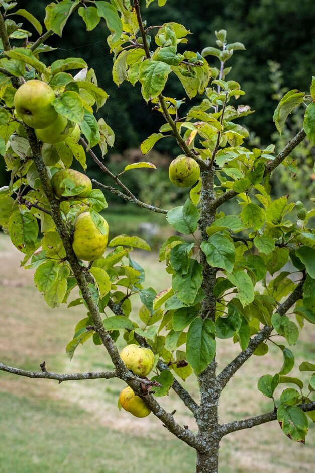 apple 'Stockbearer'