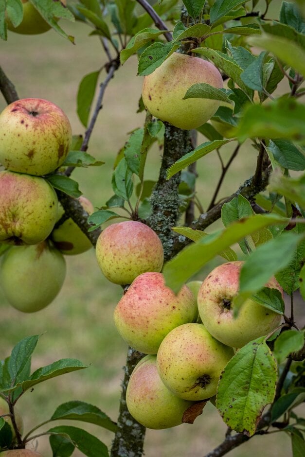 apple 'Johnny Andrews'