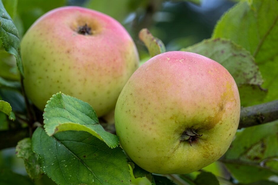 apple 'Spotted Dick'