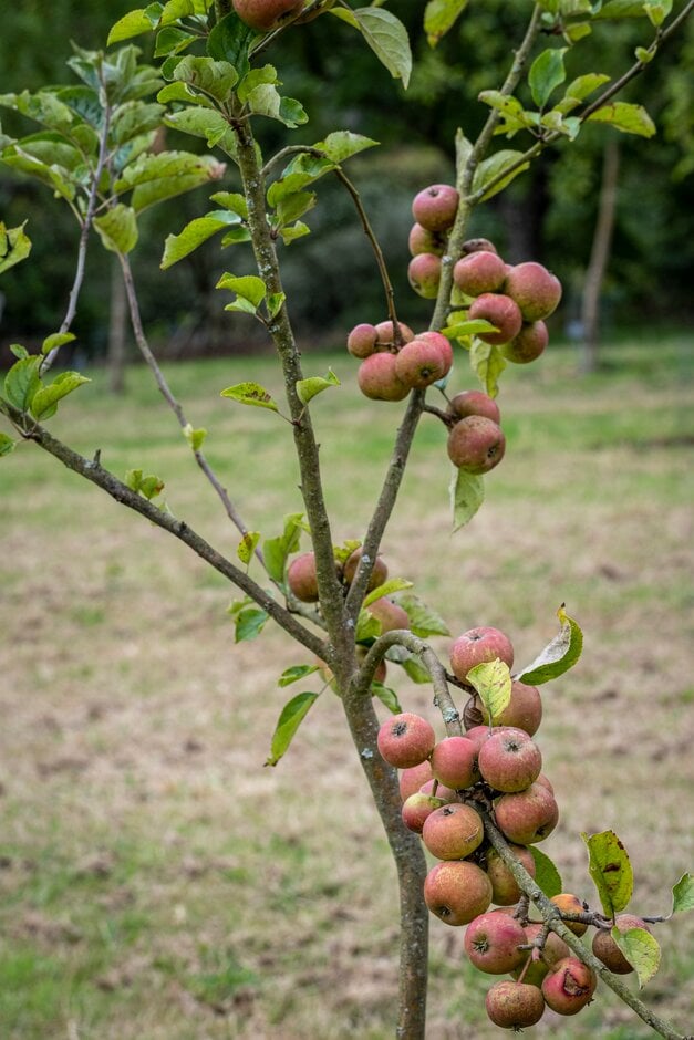 apple 'Hangy Down'