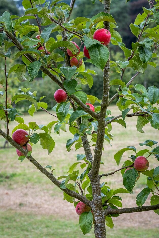 apple 'Twenty Pip'