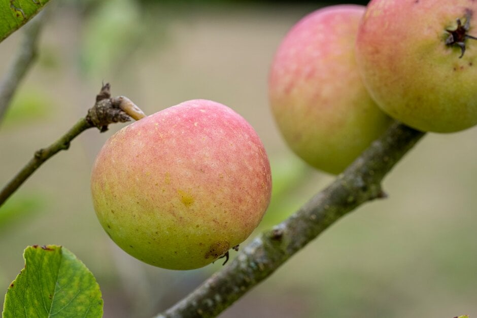 <i>Malus</i> <i>domestica</i> 'Pig's Nose II' (F)