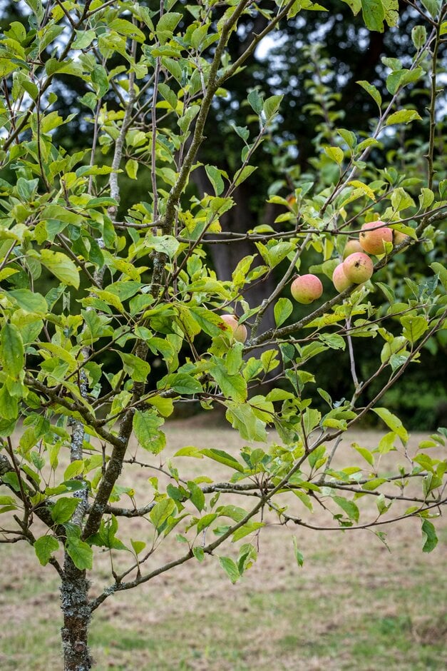 <i>Malus</i> <i>domestica</i> 'Pig's Nose II' (F)