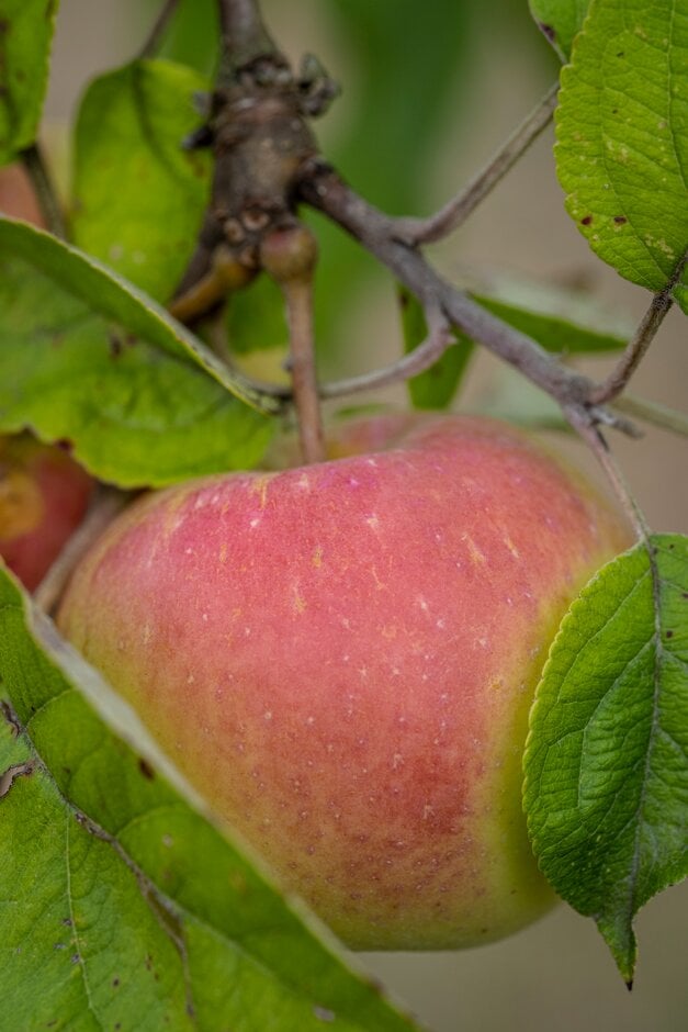 <i>Malus</i> <i>domestica</i> 'Plum Vitae'